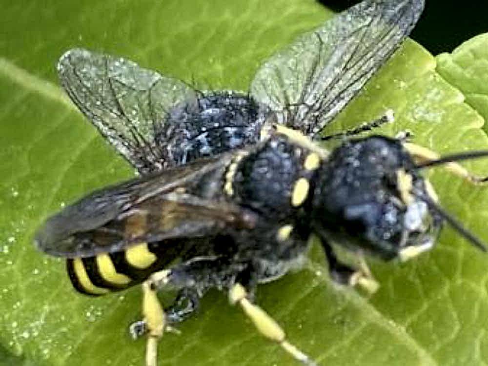 Digger Wasp Nest 